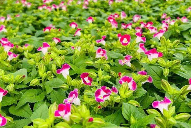 适合夏天种植的草花有哪些？