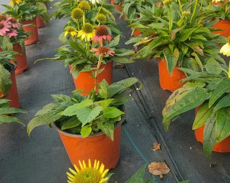 绿化中常用的花镜植物有哪些？