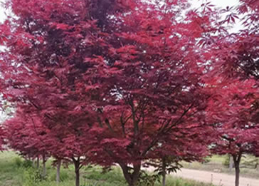 红枫树怎么种植