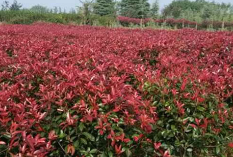 红叶石楠树的种植方法