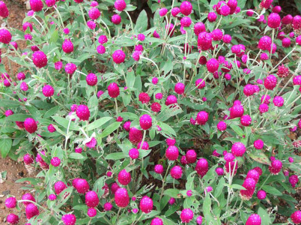 用于花卉栽培的铁线蕨有哪几种，各有什么特点