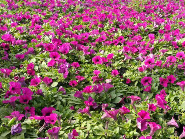 教你四个小窍门有效消灭介壳虫