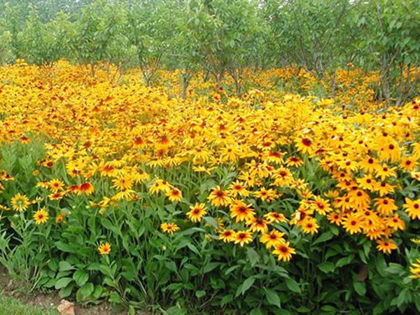 如何利用花卉叶、根、芽进行扦插繁殖