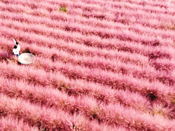 龙顺花苯-粉黛乱子草