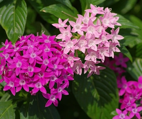 花卉品种分类学的目的 