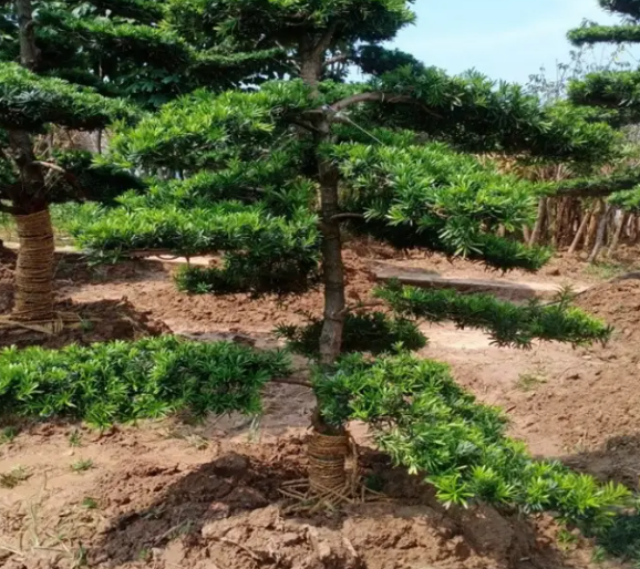 提高苗木成活率的注意事项