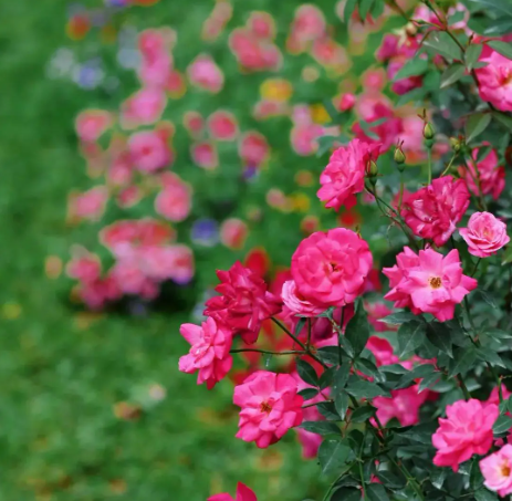地栽月季花的几个管理要点