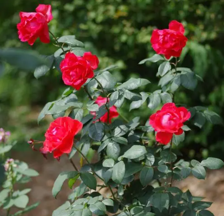 玫瑰月季种植注意事项