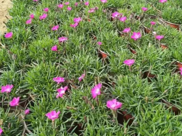 宿根福禄考的繁殖方式你是否清楚呢