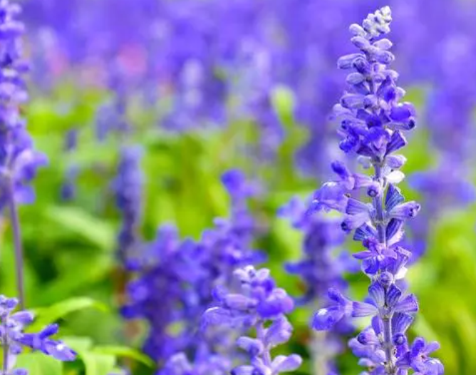 薰衣草的养殖方法